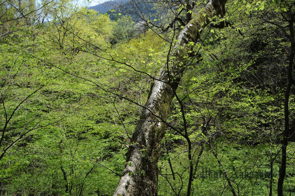 雲取山　日帰り登山